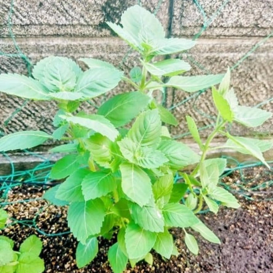 Holy Basil Plant, Herb Plant Seedlings, 4 Inches Pot, Green Basil Plant Pot Planting Outdoor