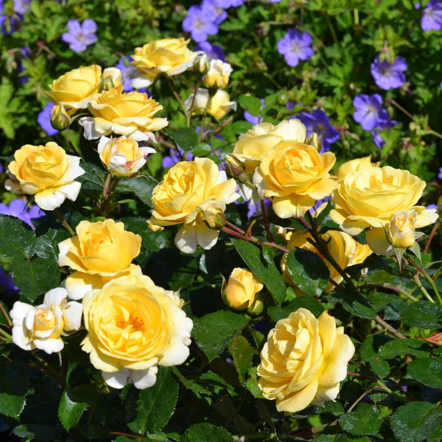 2 Rose Plants Live, Rose Bush Live Plants, Fragrant Rose Flowers, Well Rooted 5-10 Inch Tall, No Pot (Mixed Random Rose)