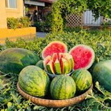 2 Sweet Watermelon Plants for Planting, Watermelon Vine, Sweet Fruit Trees, 2PPP, 3-6 Inc Tall