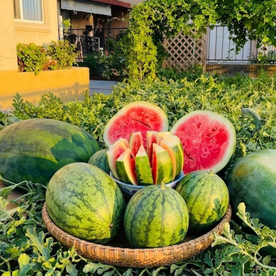 2 Sweet Watermelon Plants for Planting, Watermelon Vine, Sweet Fruit Trees, 2PPP, 3-6 Inc Tall