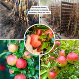 Gala Apple Tree Live Plant for Planting, 2-3 Feet Tall, Sweet Apple Plant Live for Planting, Live Apple Tree Plant, Apple Fruit Tree, Bareroot Dormant in Winter