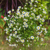 White Yellow Daisy Plant Live, Daisy Flower Plants Live Gardening, 6 Inc Potted