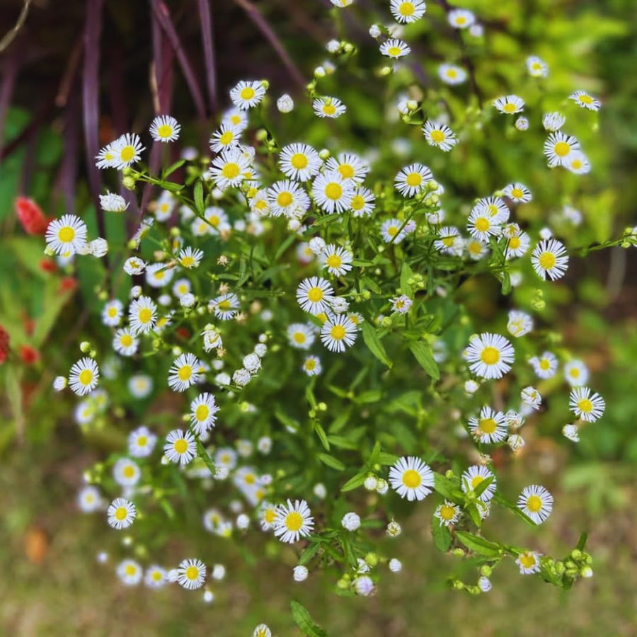 White Yellow Daisy Plant Live, Daisy Flower Plants Live Gardening, 6 Inc Potted