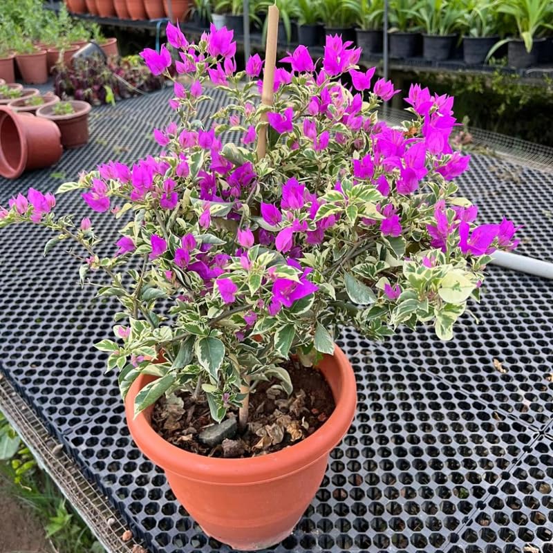 2 Trailing Bougainvillea Plants Live, Hardy Flowering Bougainvillea Plants for Hanging Basket, Container Growing, 4-8 Inches Tall (Blueberry Ice)