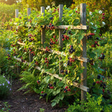 Black Berry Plant, Black Berry Bushes Live Plant, 2 to 3 Feet Vine, Sweet Blackberries Fruit Seedling, Hardy Fruit Bearing Shrubs for Outdoor Planting