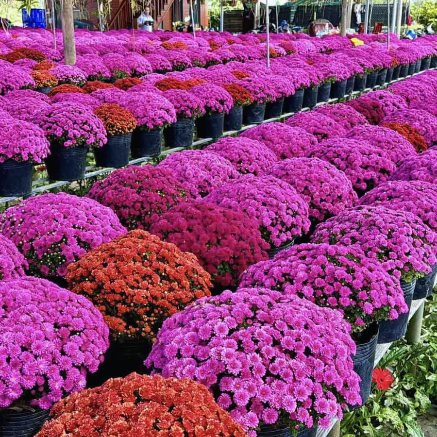 Chrysanthemum Plants Live Tree Well Rooted, 4 to 6 Inches Tall, Mums Plants Live, 2 Plants for The Patio and Garden (Purple)