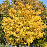 Ginkgo Tree Live Plant, 6-12 Inch Tall Ginkgo Plant in Quart Pot, Ginkgo Biloba, Hardy Ornamental Tree for Outdoor Planting