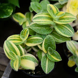 Tradescantia Velvet Live Plant in 3.5'' Pot, Wandering Jew Trailing Houseplant, Decorative Indoor Foliage Plant