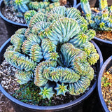 Blue Candle Curly Cactus Live Plant in 4" Pot, Rare Blue Cactus Succulent for Home Decor Outdoor Indoor Growing