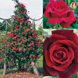 Red Climbing Rose Live Plant, Fragrant Rose Bush Ready to Plants, Zone 5 to 9, Size 5 to 7 Inches and Bare Root