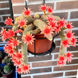 Trailing Monkey Tail Cactus Live Succulent, 10-15” Tall Rare Cactus Plant for Hanging Basket or Garden, No Pot Included