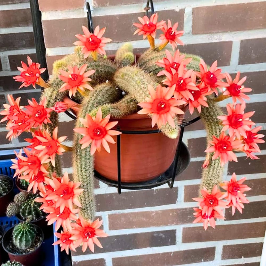 Trailing Monkey Tail Cactus Live Succulent, 10-15” Tall Rare Cactus Plant for Hanging Basket or Garden, No Pot Included