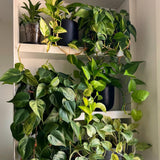 Set 6 Assorted Pothos Live Plants, Live Pothos Plant Indoor, 4 to 6 Inc Tall, Easy Care Indoor Outdoor Houseplants Plants, No Pot