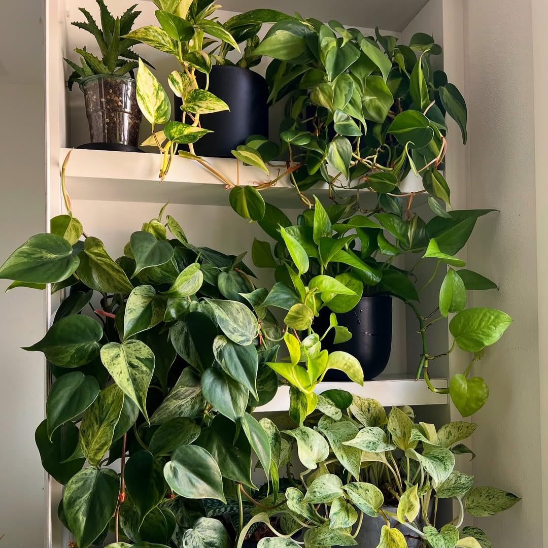 Set 6 Assorted Pothos Live Plants, Live Pothos Plant Indoor, 4 to 6 Inc Tall, Easy Care Indoor Outdoor Houseplants Plants, No Pot