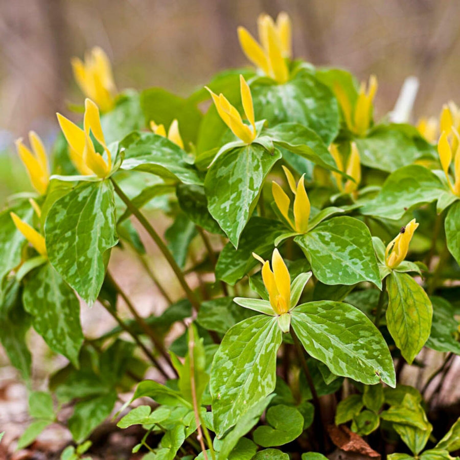 Set of 5 Yellow Trillium Bulbs, Large Bulbs, Trillium Bulbs for Planting, Trillium Bulbs Bulk for Garden, Trillium Flower Bulbs, Ready to Plant
