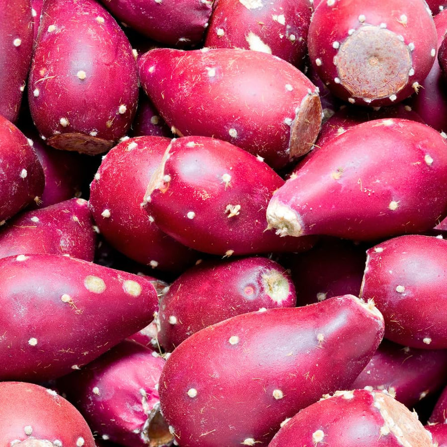 25 Purple Prickly Pear Cactus Seeds, Prickly Pear Cactus Seeds, Hardy Succulent Plants for Outdoor Indoor Planting, Fast-Growing