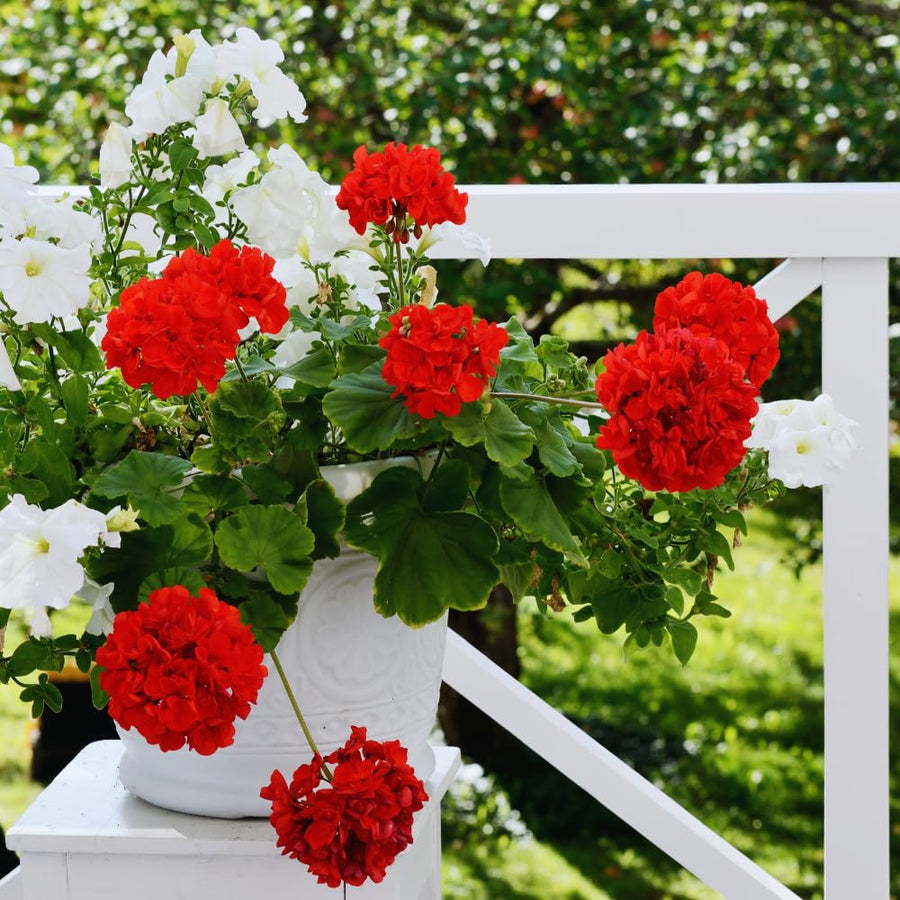 2 Geranium Plants Live, Live Geranium Plant, Red Geranium Flower Plants 4 to 6 Inches Tall, Easy to Plant