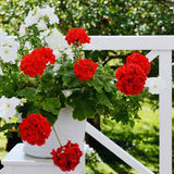 4 Red Geranium Plants Live, 4 to 6 Inches Tall, Geranium Live Plants for Garden