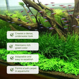 Pack 300 Aquarium Water Grass Seeds - Water Grass Ground Covering Seeds Plants for Landscaping and Aquarium Decoration