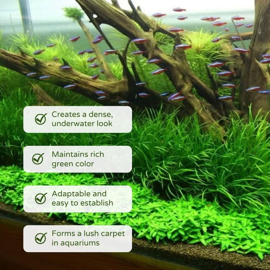 Pack 300 Aquarium Water Grass Seeds - Water Grass Ground Covering Seeds Plants for Landscaping and Aquarium Decoration
