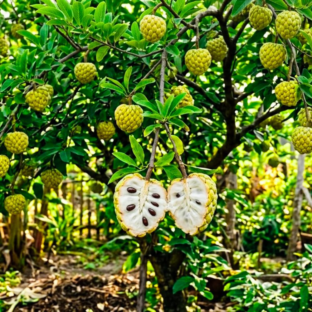 Sugar Apple Live Plant, 6-8'' Tall, Sweet Sugar Apple Tree in 3 Inch Pot, Annona Squamosa Sugar Apple Fruit Tree Live Plant