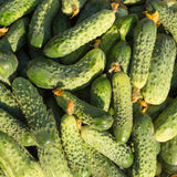 2 Cucumber Plants Live for Planting, Green Cucumber Live Plant in 4 Inches Pot, Well Rooted from 6 to 8 Inches Tall for Vegetable Garden, Cucumbers Starter Plant