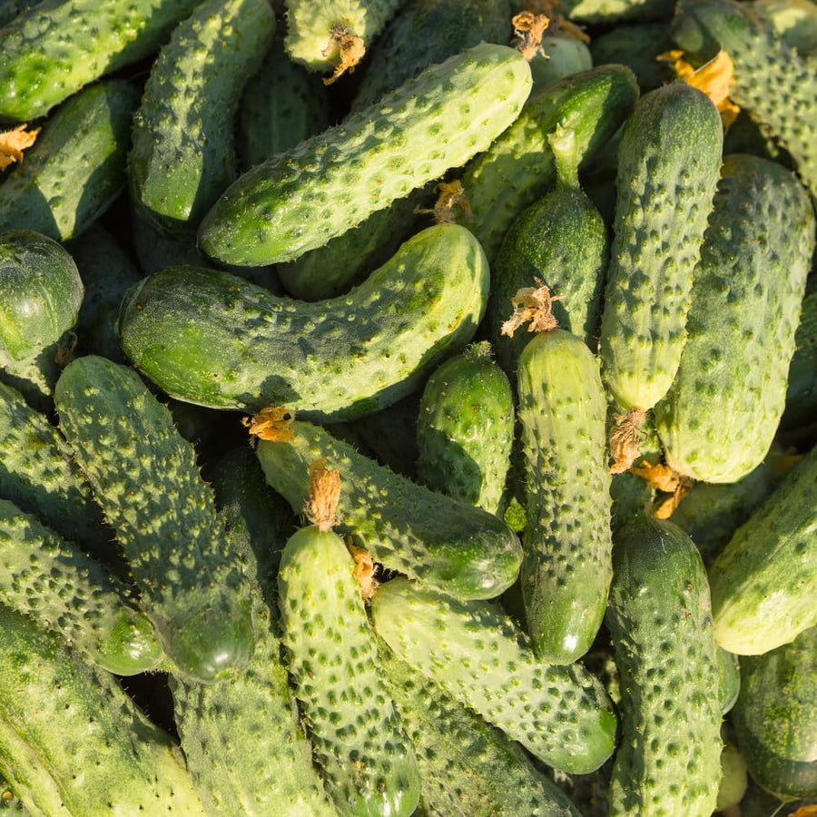2 Cucumber Plants Live for Planting, Green Cucumber Live Plant in 4 Inches Pot, Well Rooted from 6 to 8 Inches Tall for Vegetable Garden, Cucumbers Starter Plant