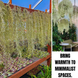 Spanish Moss Plant Live, Spanish Moss Tillandsia Air Plants Live Houseplants, 12 to 18 Inc Tall, Succulent Plants Live