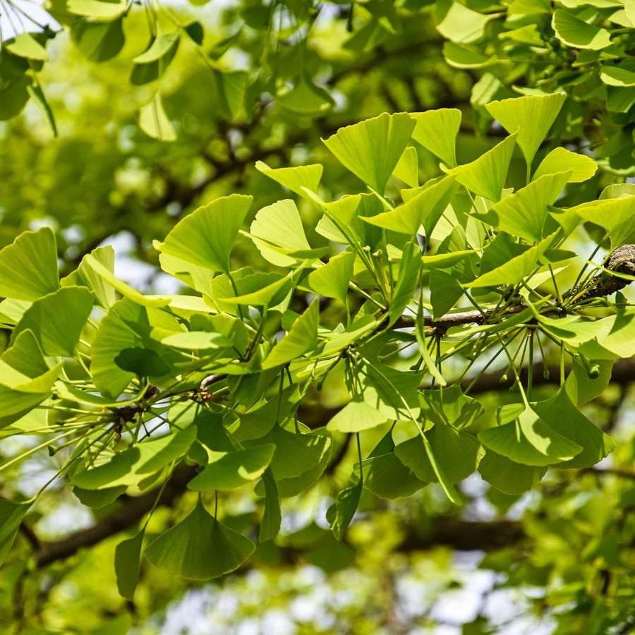 Yellow Ginkgo Tree Live Plant, Ginkgo Tree, 4–6 Inches Tall in Pot, Cold Hardy, Well-Rooted, Ready to Grow for Garden Planting
