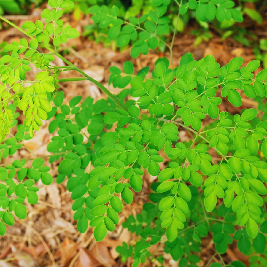 Set 2 Moringa Trees Live Plants, Oleifera Drumstick Trees Live Plants, Moringa Plants, 1 to 2 Feet Tall