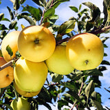 1 Apple Tree Live Plant for Planting, 2 Feet Height, Bareroot, Sweet Apple Plant Live for Planting Outdoor, Apple Fruit Tree (Yellow Delicious Apple)