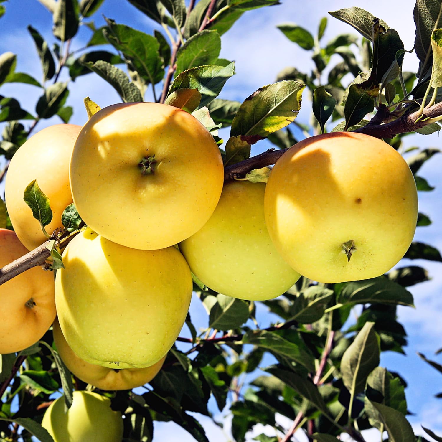 1 Apple Tree Live Plant for Planting, 2 Feet Height, Bareroot, Sweet Apple Plant Live for Planting Outdoor, Apple Fruit Tree (Yellow Delicious Apple)