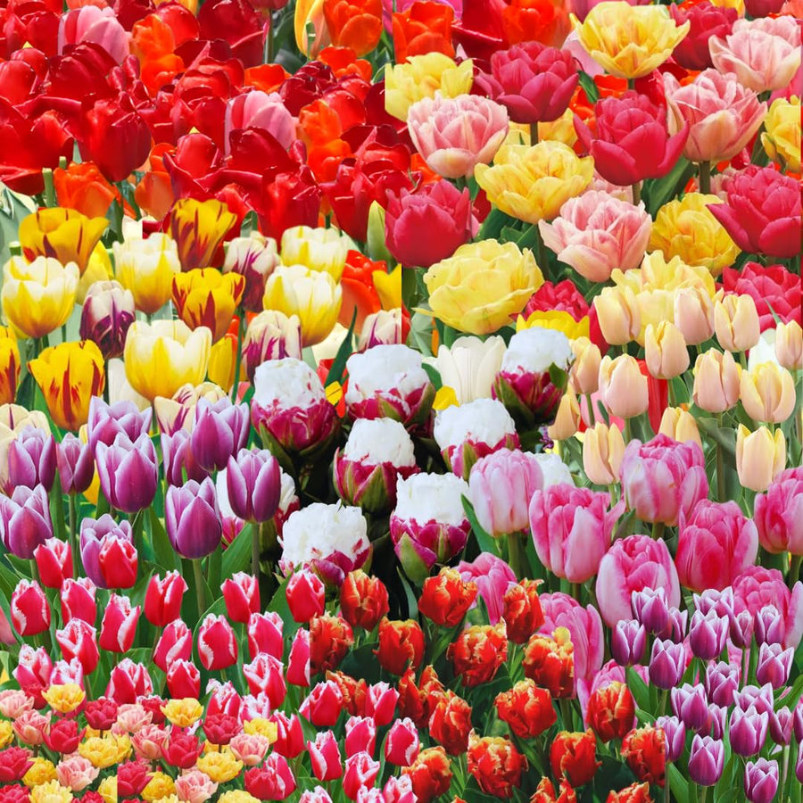 Set 10 Mixed Tulip Bulbs, Coloful Tulip for Spring Bloom, Outdoor Garden Planting