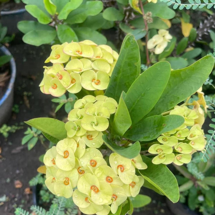 Crown of Thorns Plant, Euphorbia Milii Plant Live, Crown of Thorns Cactus Plant 4 to 7 Inches Height No Pot, Live Cactus Plant Indoor (Yellow)