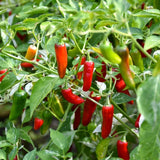 Set 2 Serrano Pepper Hot Plants Live, 90 Days Old Pepper, Bold Heat and Crisp, Fresh Flavor, No Pot