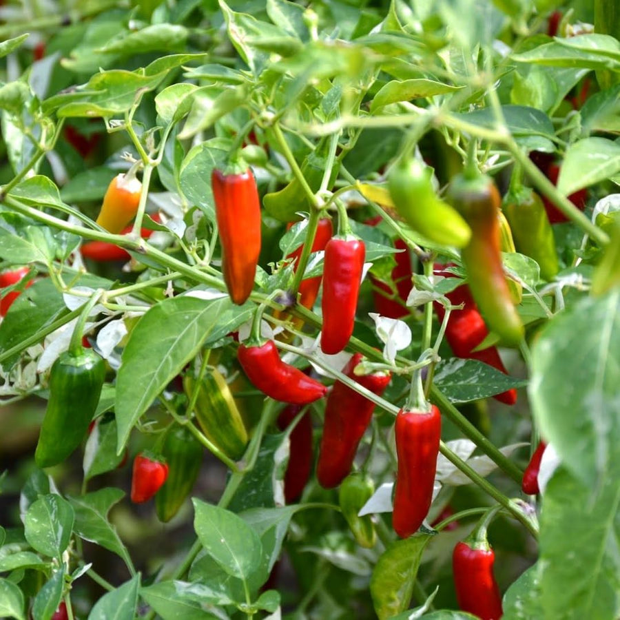 Set 2 Serrano Pepper Hot Plants Live, 90 Days Old Pepper, Bold Heat and Crisp, Fresh Flavor, No Pot