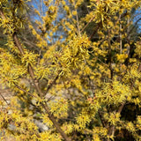 Set 2 Witch Hazel Tree, Witchhazel Plant Live, Fragrant Yellow Flower, 12-16'' Height, Hardy Perennial Shrub for Planting, Dormant in Winter