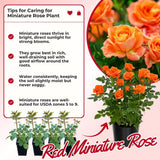 Miniature Rose Plant, Live 3.5” Potted Rose, Compact, Colorful Flowering Rose Bush for Indoor Outdoor Gardens (Orange)