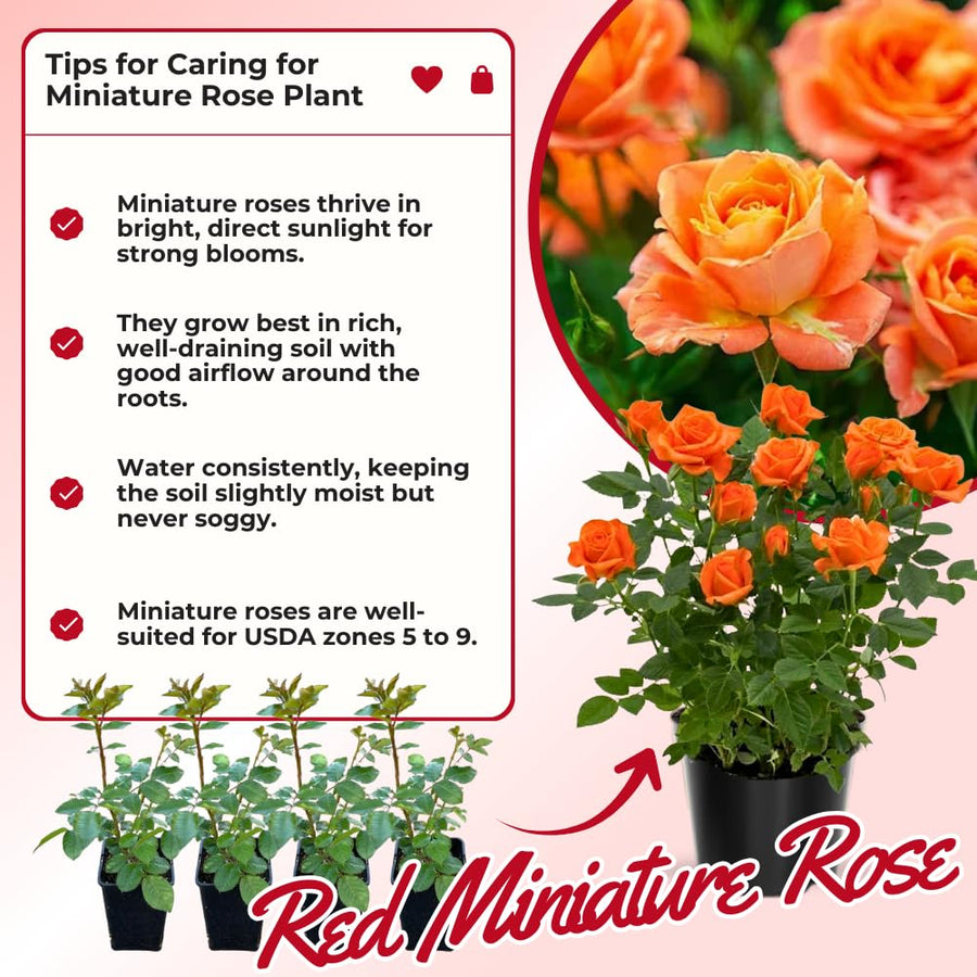 Miniature Rose Plant, Live 3.5” Potted Rose, Compact, Colorful Flowering Rose Bush for Indoor Outdoor Gardens (Orange)