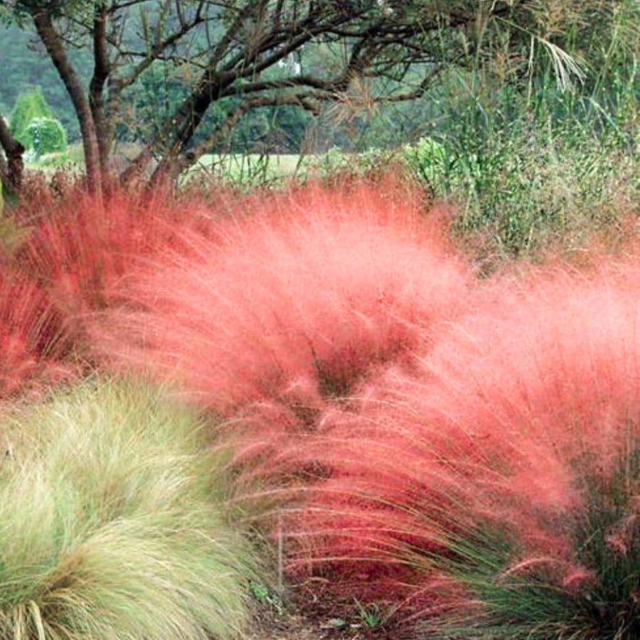 2 Ornamental Grass Plants - Muhly Grasses Live Plants Perennial - 5-9 Inc Tall - Live Grass Seedlings Indoor Outdoor (Mix Muhly Grass)