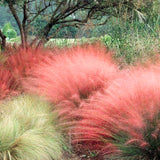 2 Ornamental Grass Plants - Muhly Grasses Live Plants Perennial - 5-9 Inc Tall - Live Grass Seedlings Indoor Outdoor (Ruby Muhly Grass)