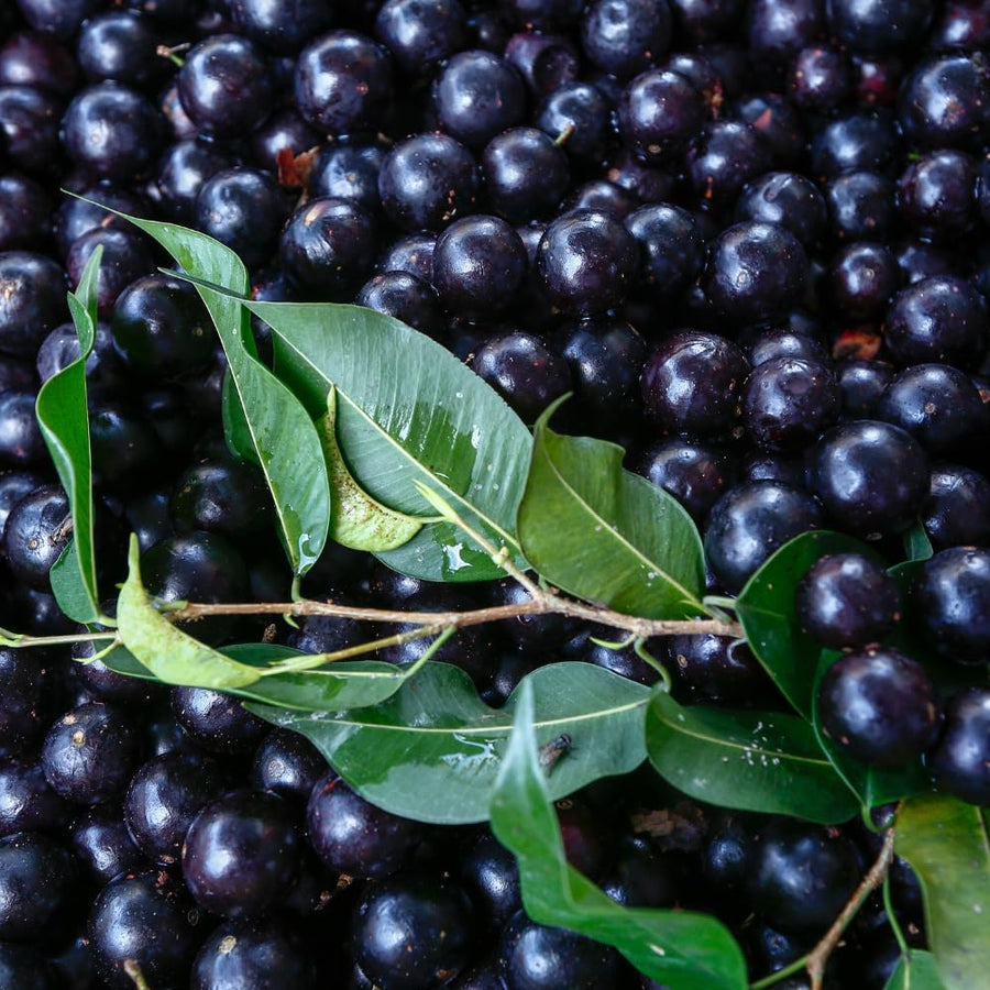 Jaboticaba Tree Live Plant, Sweet and Edible Black Fruit, Jaboticaba Plant Well Rooted for Outdoor Gardening, 2 to 3 Feet Tall