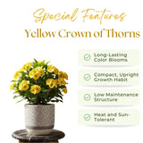 Crown of Thorns Live Plant, Red Euphorbia Milii Plant, Hardy Crown of Thorns Succulent for Outdoor Garden (Yellow)