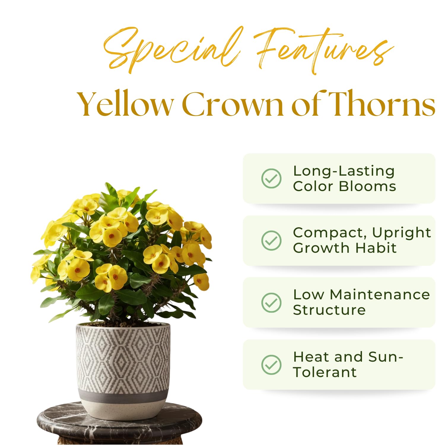 Crown of Thorns Live Plant, Red Euphorbia Milii Plant, Hardy Crown of Thorns Succulent for Outdoor Garden (Yellow)