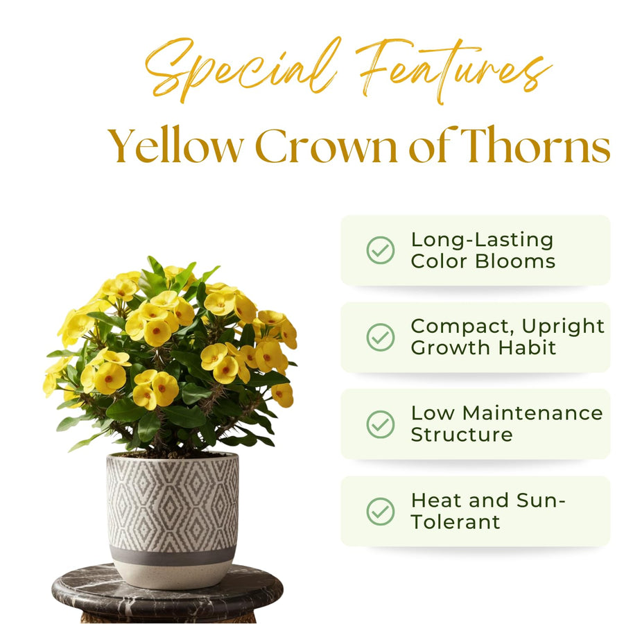 Crown of Thorns Live Plant, Red Euphorbia Milii Plant, Hardy Crown of Thorns Succulent for Outdoor Garden (Yellow)