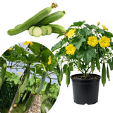 Luffa Plant Live, Loofah Gourd Vine Seedling, 4-8 Inc in 4 Inches Pot, Loofah Plant Live for Garden