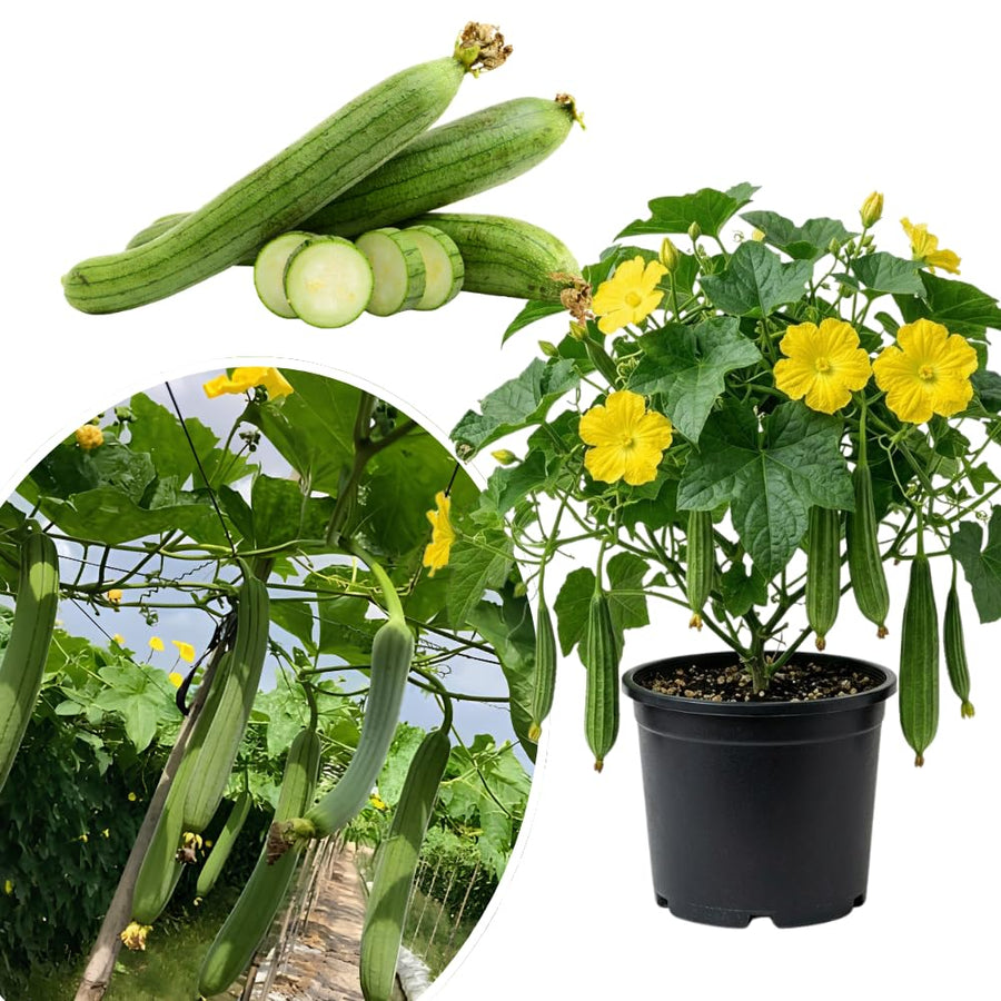 Luffa Plant Live, Loofah Gourd Vine Seedling, 4-8 Inc in 4 Inches Pot, Loofah Plant Live for Garden