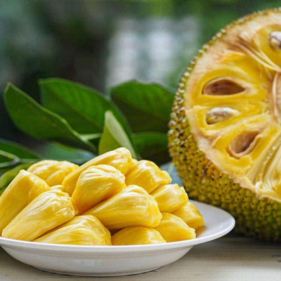 Yellow Jackfruit Live Plant, Sweet Jackfruit Tropical Fruit Trees in Pot, 8-10'' Tall, Hardy Perennial Jackfruit for Outdoor Garden