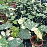 Philodendron Live Plant, Rare Variegated Houseplant for Home or Office, 5-8" Tall Tropical Indoor Plant (Variegated Philodendron Monstera Constellation)