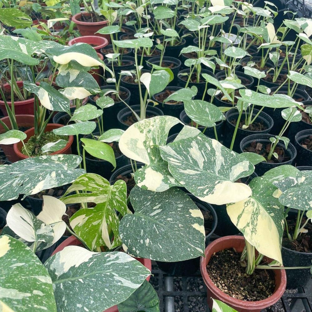 Philodendron Plant Live, Rare Tropical Variegated Live Indoor Houseplant for Home Office, 5-8" Tall, No Pot (Variegated Philodendron Monstera Constellation)